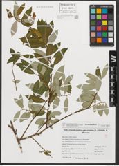 Foto von Salix triandra subsp. amygdalina (L.) Schübl. & G. Martens